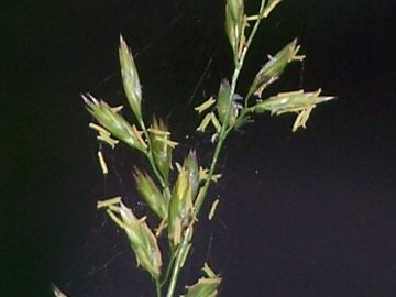 specie di una gramigna - cfr. Paspalum distichum e Poa sp.